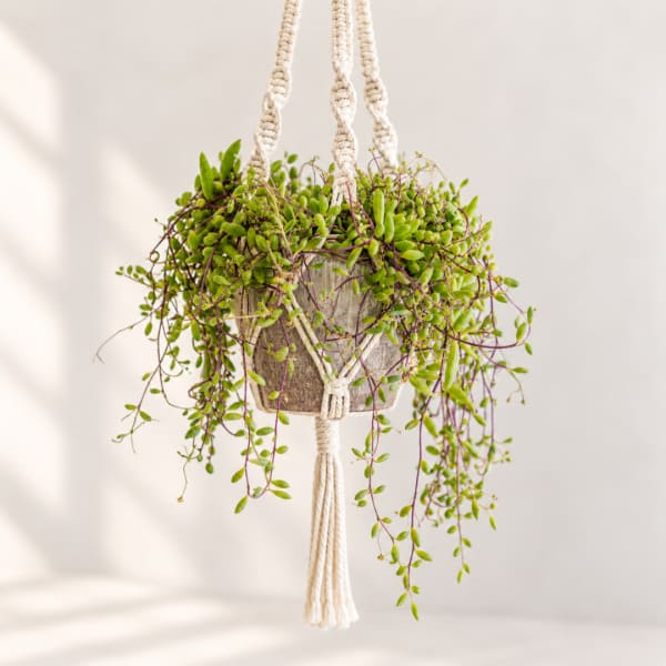 Hanging potted plant with trailing green vines in a macramé hanger