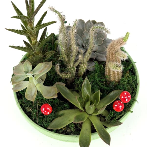 Round dish garden with assorted succulents and cacti in a green container