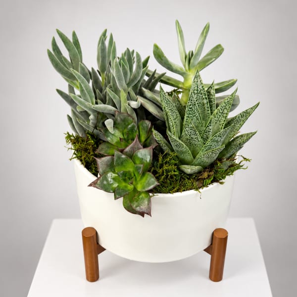Potted succulent arrangement in a white planter on a stand