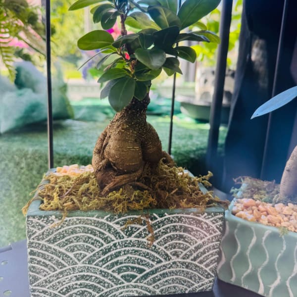 Potted bonsai-style plant with a thick trunk in a patterned rectangular container