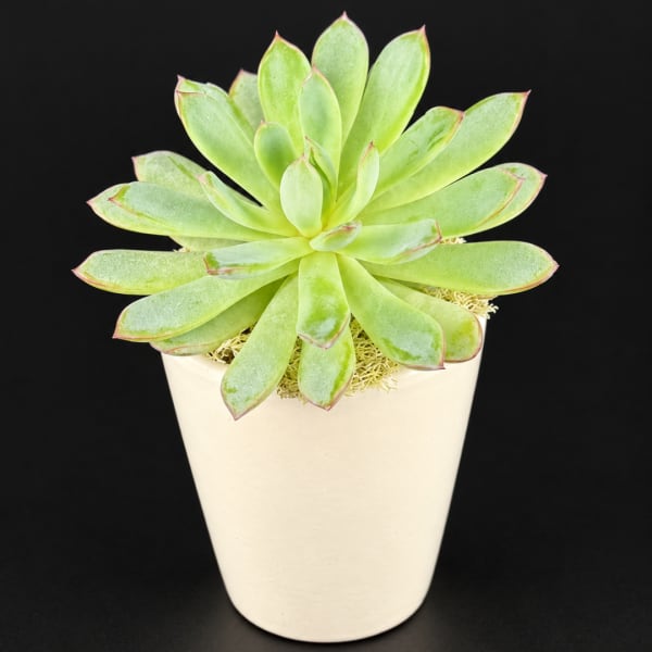 Potted green succulent in a white planter