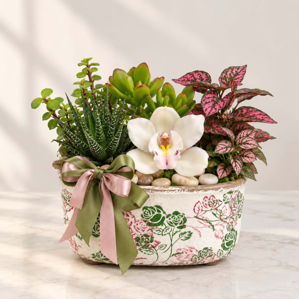 Succulent planter with a white orchid in a decorative pot