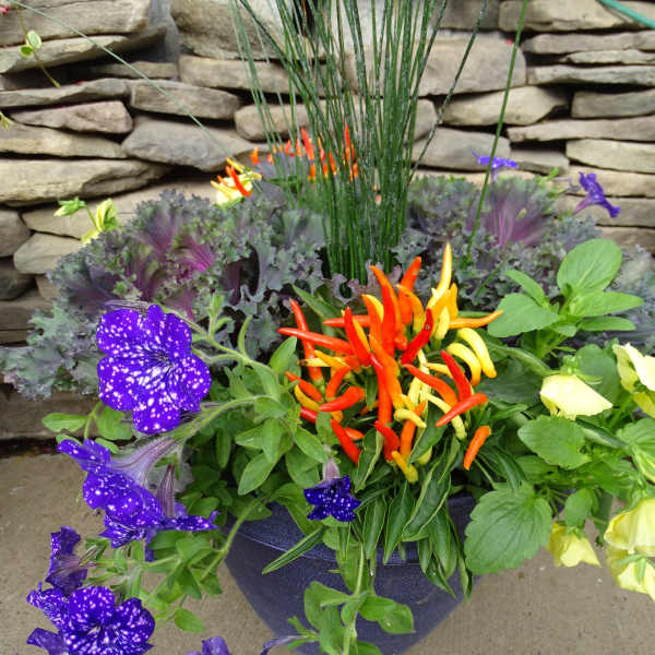 Colorful potted floral arrangement with purple, yellow, and orange blooms