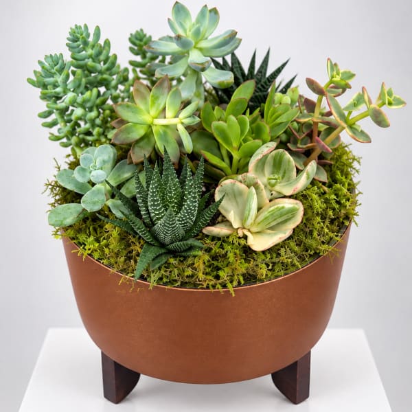 Mixed succulent arrangement in a round brown planter