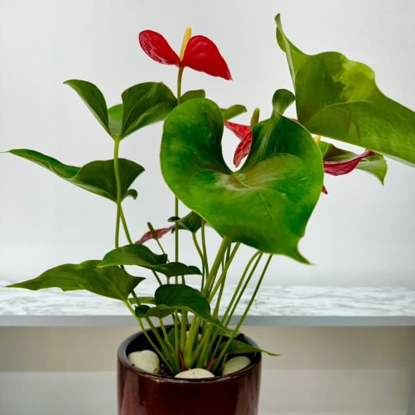 Potted anthurium plant with red blooms in a glossy red container