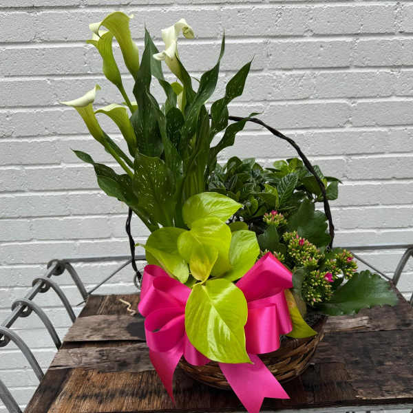Grace in Bloom