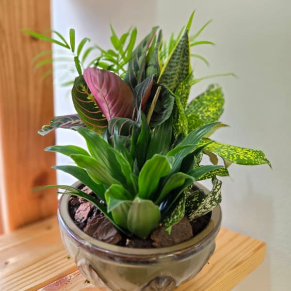 Potted mixed houseplant arrangement in a ceramic bowl