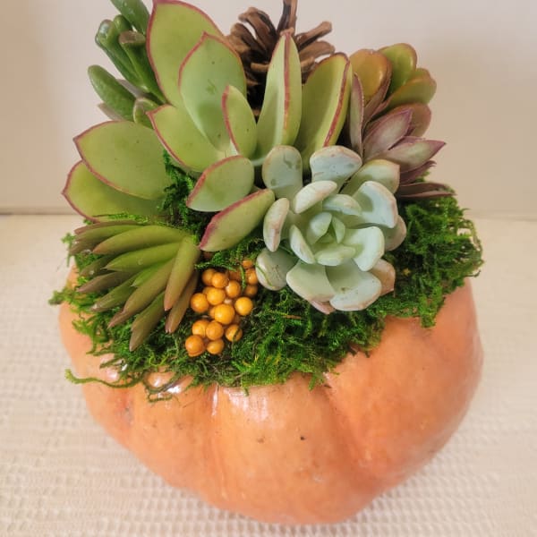 Succulent arrangement in a pumpkin-shaped container with moss and pinecone accents