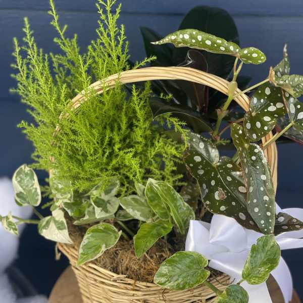 Basket of assorted potted plants with a white ribbon