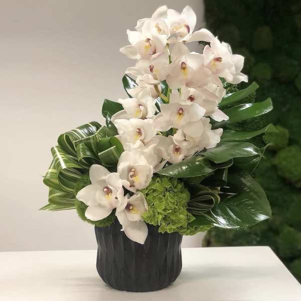 Orchid Noir