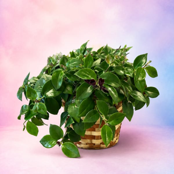 Potted green houseplant in a woven basket