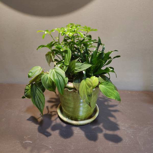Potted green houseplant in a ceramic pot with saucer