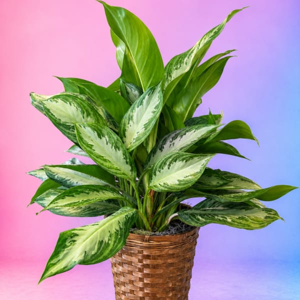 Potted variegated green houseplant in a woven basket
