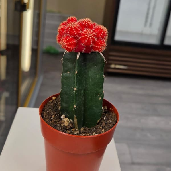 Small potted cactus with a bright red top in a red plastic pot