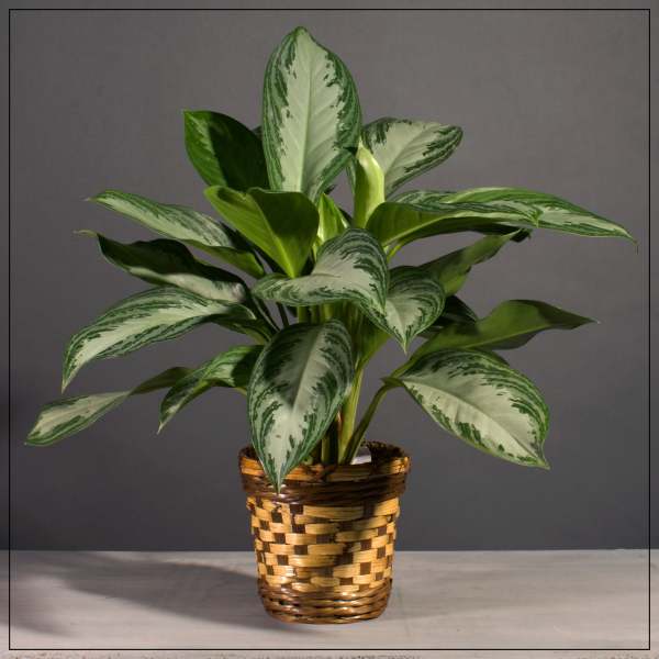 Potted variegated green houseplant in a woven basket