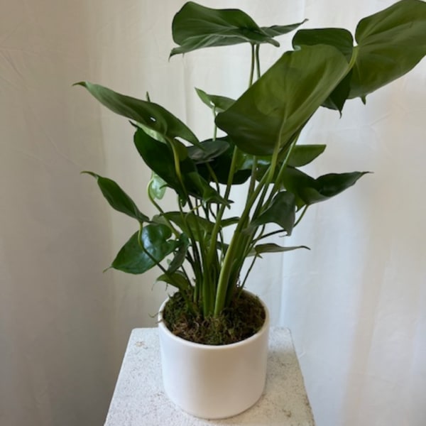 Potted green houseplant in a white ceramic pot