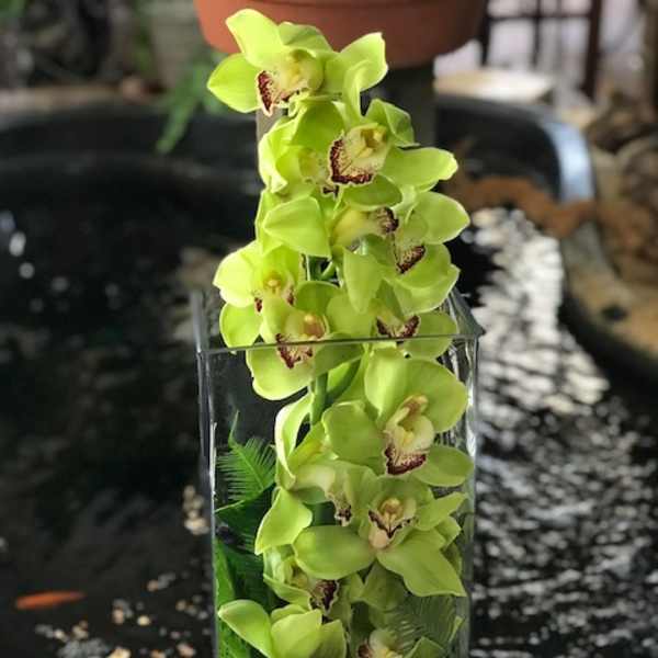 Green orchid stems arranged in a clear rectangular vase