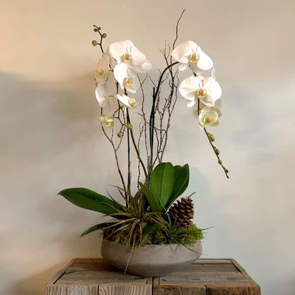 Deluxe Orchid Bowl
