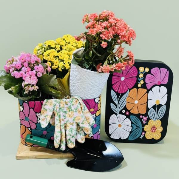 Three potted flowering plants with a garden trowel and gloves