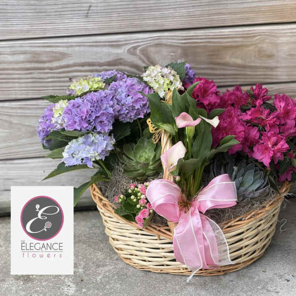 Plant Basket #3