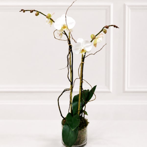 White orchids in a clear glass vase with dark green leaves