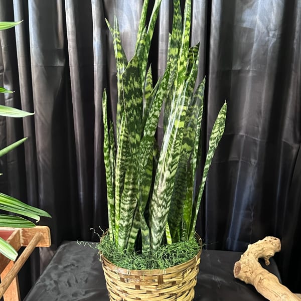 Tall snake plant in a woven basket planter