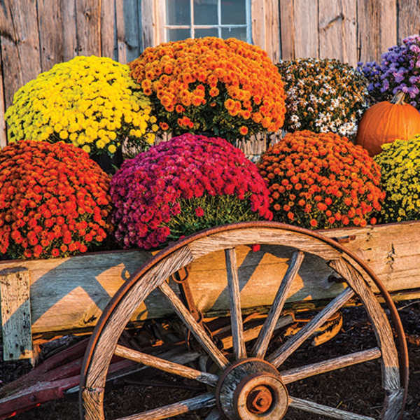 Fall Mums