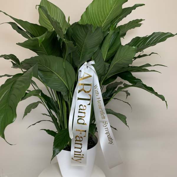 Large green potted plant with a white sympathy ribbon