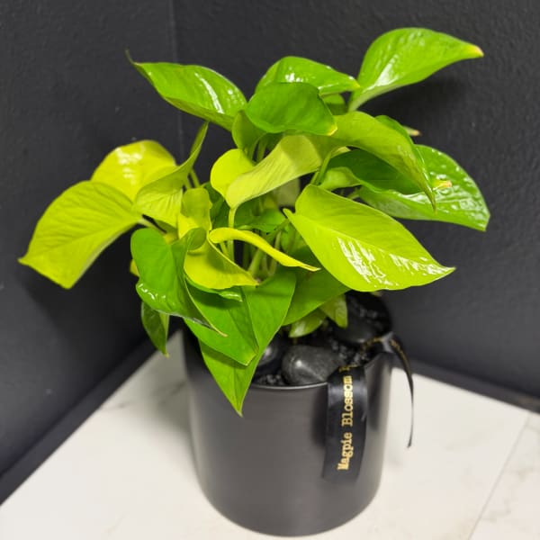 Potted neon green houseplant in a black container