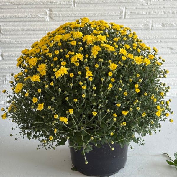 Potted plant with dense clusters of small yellow flowers