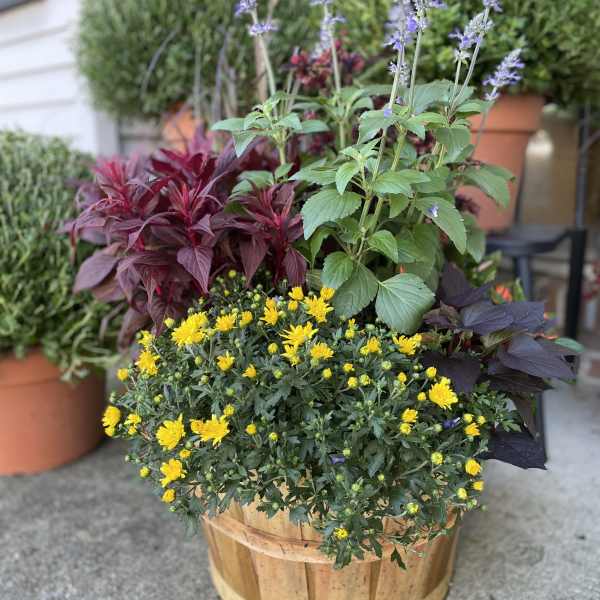 Mixed potted arrangement with yellow blooms, purple spikes, and burgundy foliage in a wooden planter