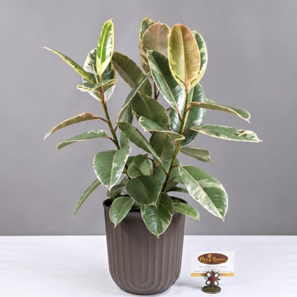 Variegated rubber plant in a dark pot on a white surface
