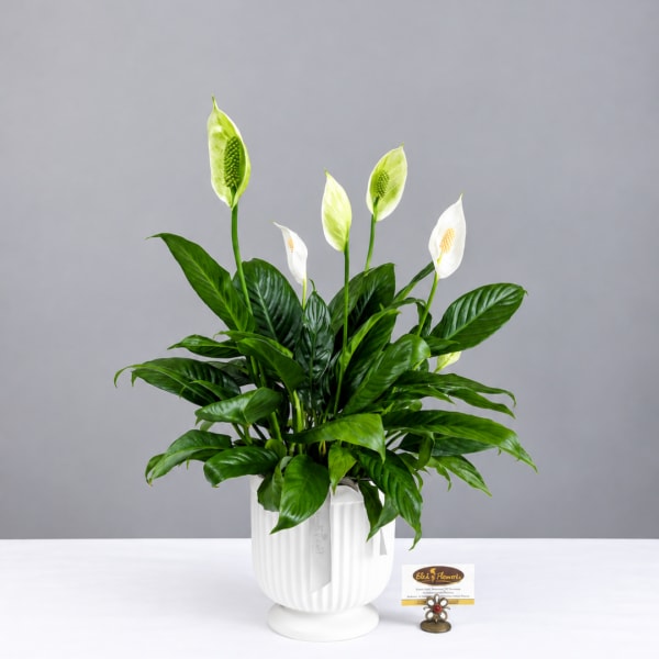 White peace lilies in a white ceramic pot