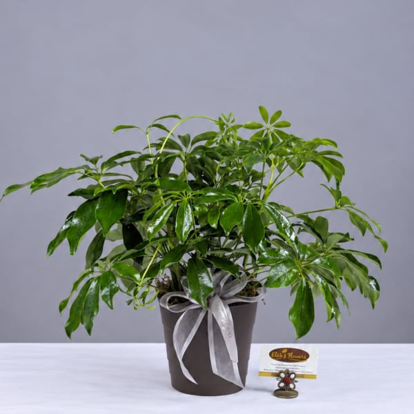 Potted green houseplant with glossy leaves and a ribbon bow