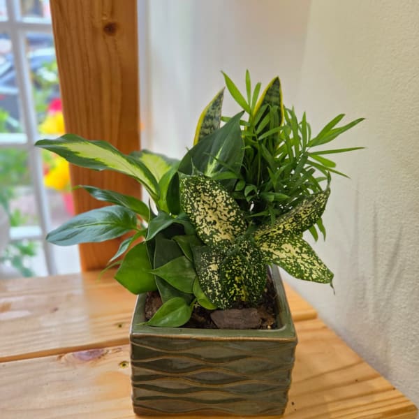 Mixed green houseplants in a square ceramic planter
