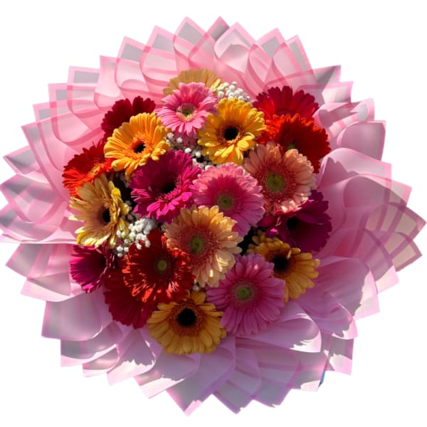Bouquet of colorful gerbera daisies wrapped in pink paper