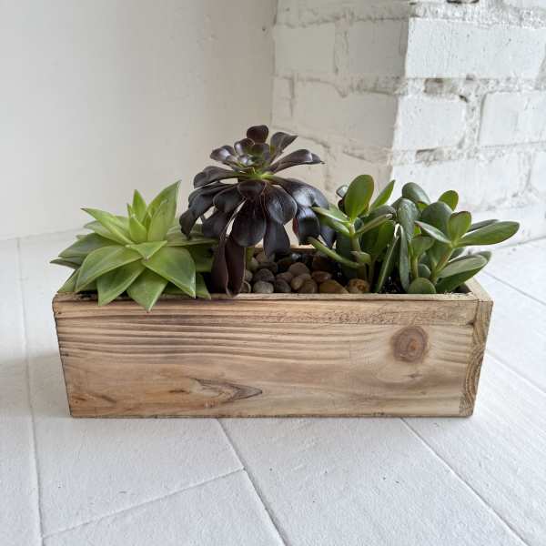 Low wooden planter box filled with assorted green and dark succulents on a white floor.