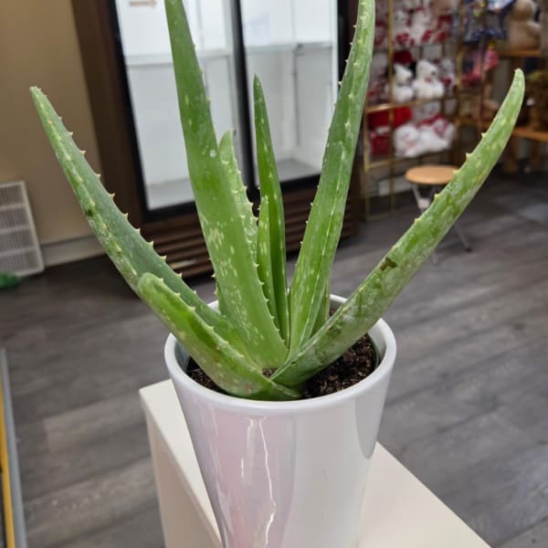 Potted aloe vera plant in a white ceramic pot