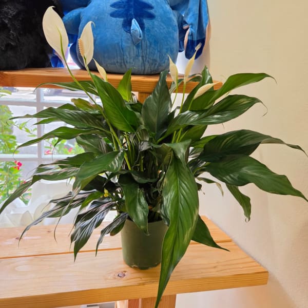 Potted peace lily with white blooms on a wooden table