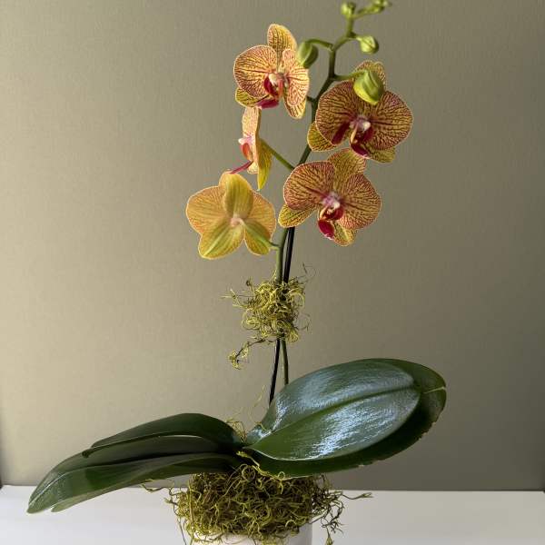 Mom’s orchid
