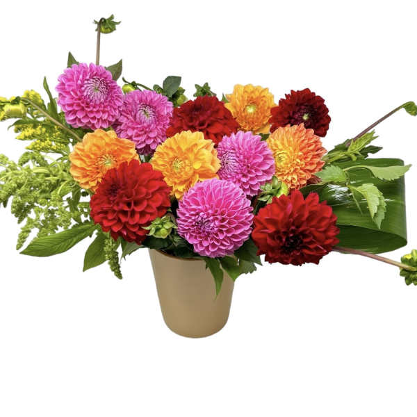 Fields of Dahlia's