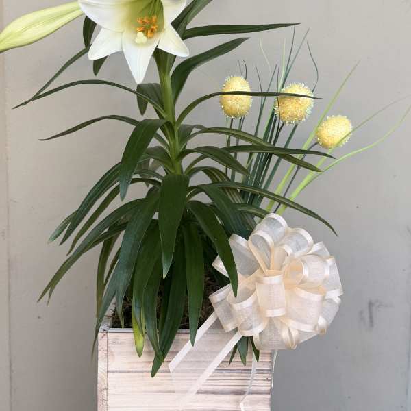 White lily in a wooden box with a cream ribbon bow