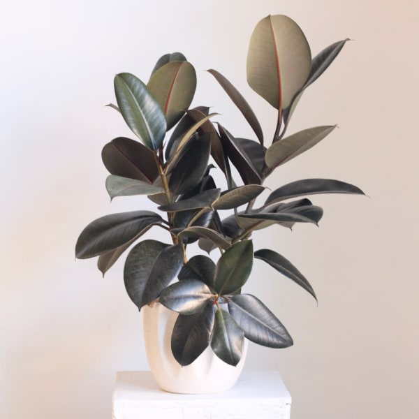 Potted rubber plant with dark oval leaves in a white ceramic pot