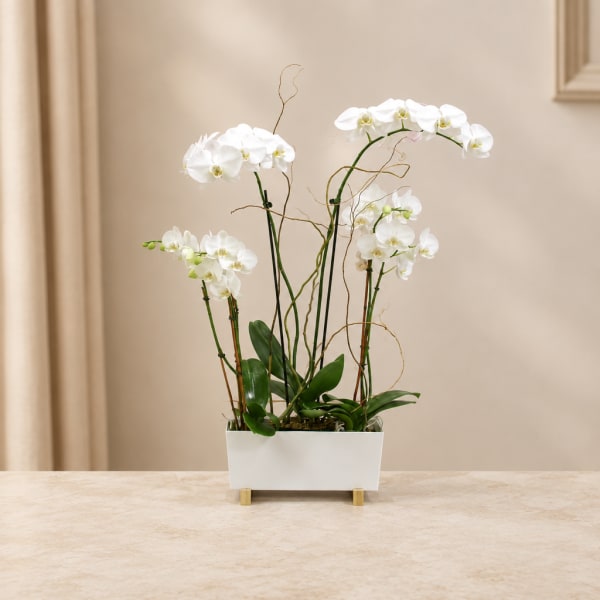 White orchid plant in a rectangular white planter