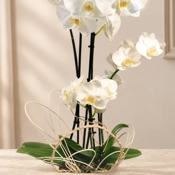 White orchid arrangement in a woven basket with decorative loops