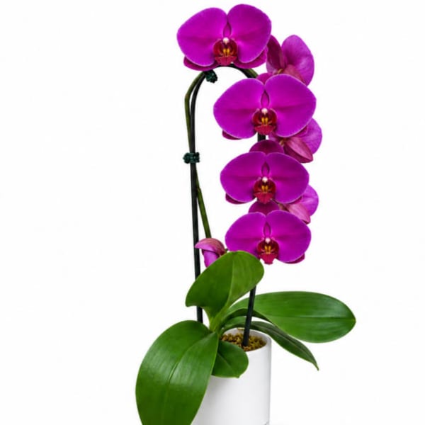 Purple orchid plant in a white pot