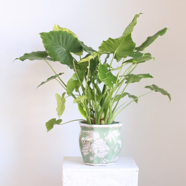 Potted green houseplant with large arrow-shaped leaves in a decorative ceramic pot