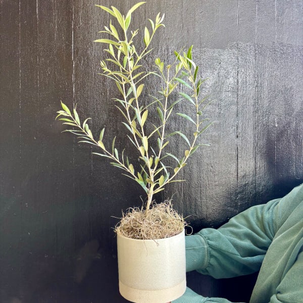 Small potted plant with slender green branches in a white container