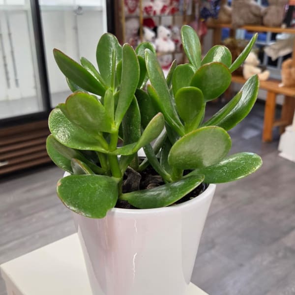 Potted jade plant in a white ceramic pot