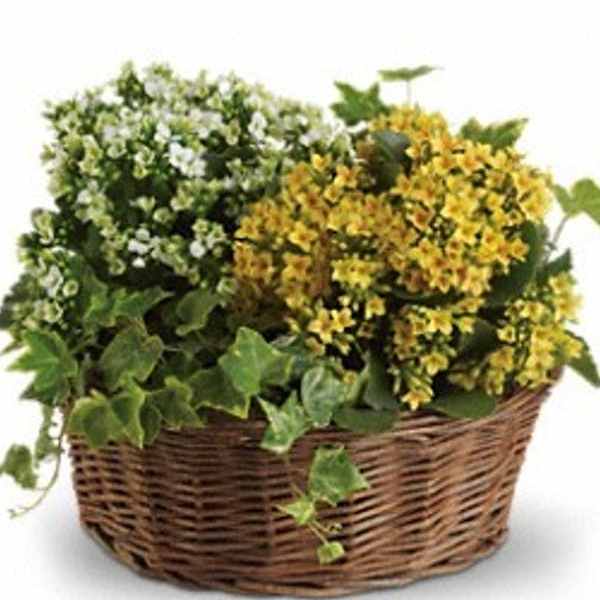 Yellow and white flowers in a wicker basket